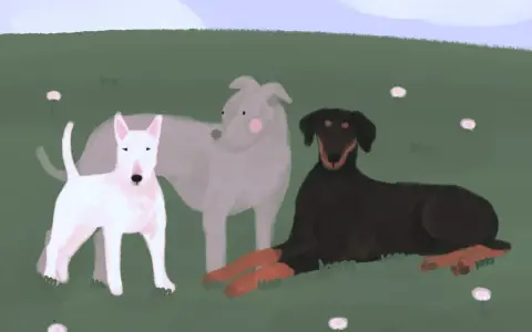Trzy psy: biały bullterier, szary chart i czarny doberman z podpalaniem, odpoczywają na zielonej łące. Choć wyglądają groźnie, to tylko psy.