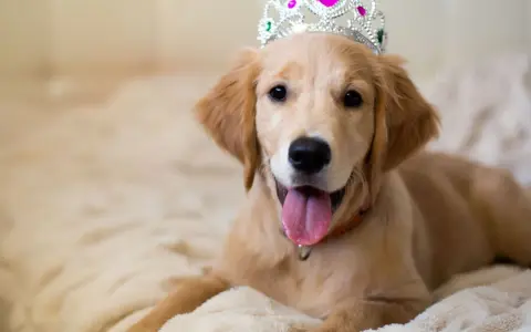 Uroczy szczeniak golden retriever w koronie, idealny kandydat do królewskich imion dla psów.
