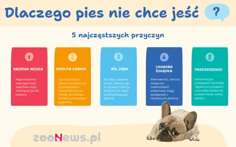 Jak zachęcić psa do jedzenia suchej karmy? 5 przyczyn niechęci: brudna miska, zepsuta karma, ból zęba, choroba żołądka, przejedzenie.