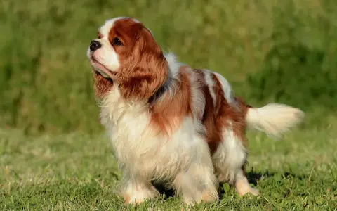 Uroczy cavalier piesek o rudych i białych łatach, stojący na zielonej trawie, z podniesionym łebkiem.