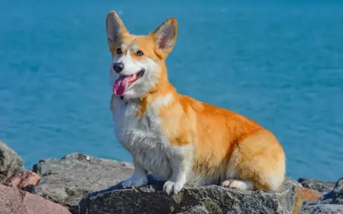 Radosny corgi pies siedzi na kamieniach nad błękitną wodą, z językiem na wierzchu.