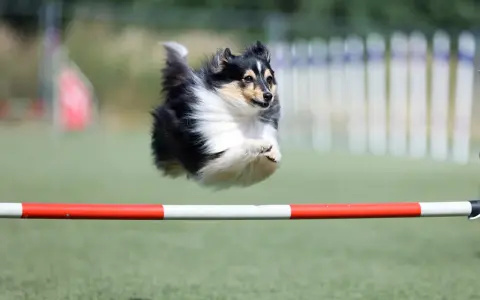 Shetland sheepdog w locie pokonuje przeszkodę podczas zawodów psie sporty.