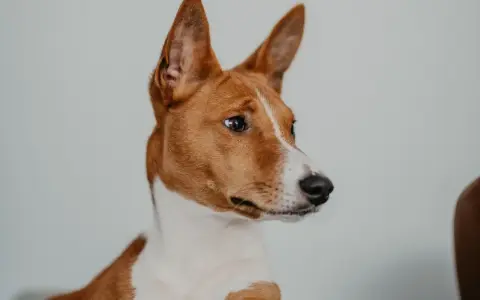Portret psa rasy basenji z charakterystycznymi, stojącymi uszami i bystrym spojrzeniem.