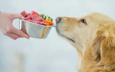 Złoty retriever z apetytem wącha miskę pełną mięsa i warzyw. Czas na karmienie psa!