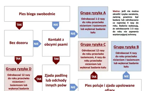 Schemat odrobaczania psów: odrobaczanie psa co ile zależy od jego stylu życia i kontaktu z innymi zwierzętami.