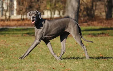 Szary dog niemiecki biegnie po trawie, z otwartym pyskiem. W tle drzewa i liście. Kostniakomięsak u psa to poważna choroba.