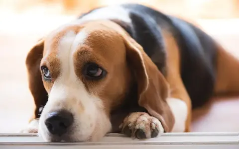 Smutny beagle leży, jego oczy wyrażają niepokój. Czy to objawy zapalenia trzustki u psa, śmiertelność tej choroby jest wysoka.