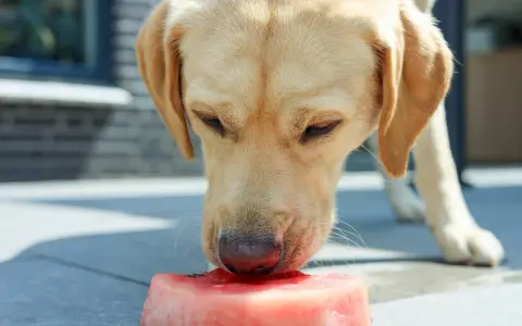 Labrador z zaciekawieniem wącha kawałek arbuza. Czy pies może jeść arbuza? Tak, w umiarkowanych ilościach, bez pestek i skórki.