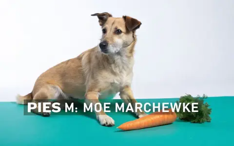 Pies Moe zastanawia się, czy pies może jeść marchew. Obok leży pomarańczowa marchewka.
