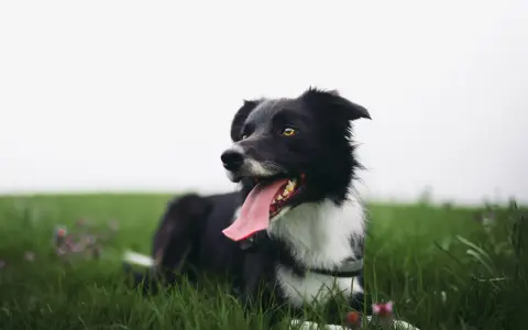 Czarny pies rasy border collie, z językiem na wierzchu, leży na zielonej trawie. Ten zespol przedsionkowy pies wygląda na szczęśliwego.