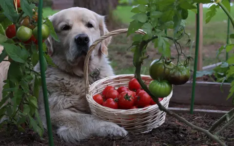 Złoty retriever z koszykiem pomidorów. Czy pies może jeść pomidory? Ten słodki piesek pilnuje zbiorów.