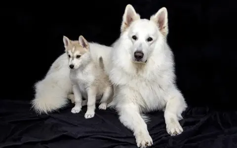Duży biały pies i szczeniak husky, przyszły pies tropiący, siedzą na czarnym tle.