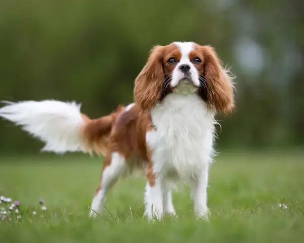 Elegancki spaniel king, z puszystym ogonem i łagodnym spojrzeniem, dumnie prezentuje się na zielonej łące.