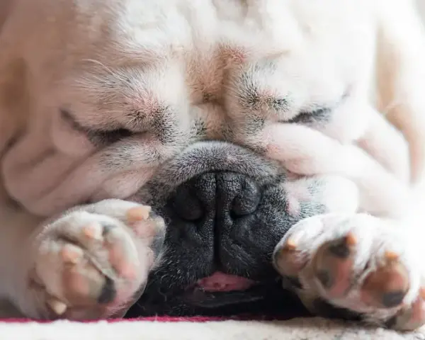 Śpiący buldog francuski, z nosem schowanym w łapkach, charczy jakby się dusił. Jego pyszczek jest pomarszczony, a język lekko wystaje.