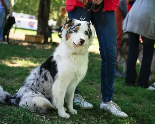 Pies z pięknym umaszczeniem merle siedzi na trawie, obok ludzkich nóg.