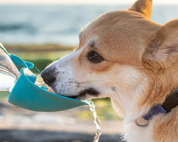 Corgi pije wodę z podróżnej miski. Czy pies może pić wodę mineralną? Zależy od jej składu, ale zwykła woda jest najlepsza.