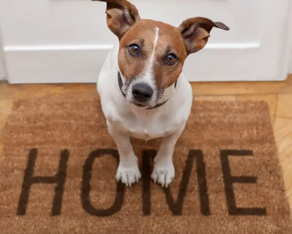 Piesek czeka przy drzwiach na swój dom tymczasowy. Na wycieraczce napis "HOME".