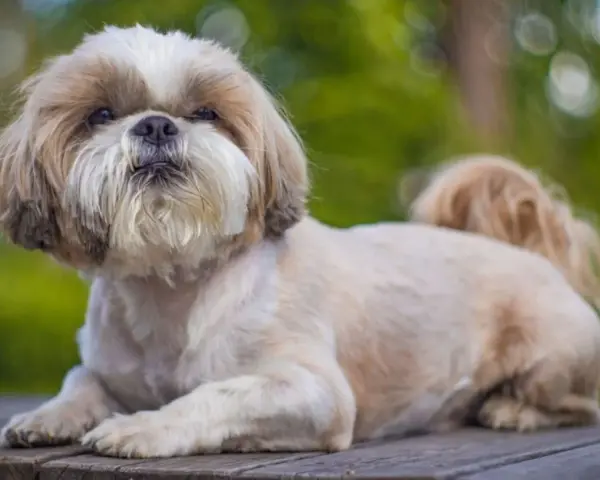 Uroczy piesek rasy shih tzu leży na drewnianym blacie, z puszystą sierścią i wesołym spojrzeniem.