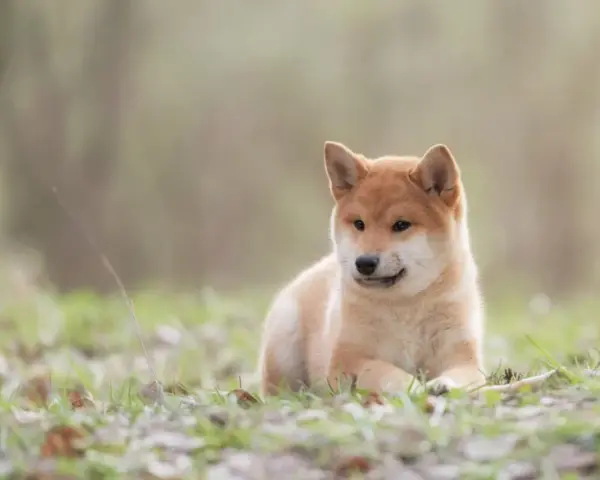 Uroczy szczeniak Shiba Inu, pies jak lis, leży na trawie wśród opadłych liści.