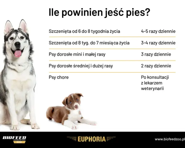 Ile powinien jeść pies? Tabela podpowiada, jak często karmić szczenięta i dorosłe psy różnych ras, a także chore.