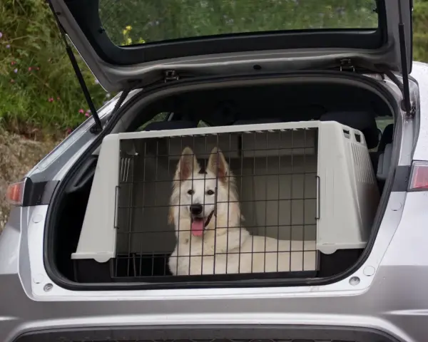 Biały pies rasy husky w klatce w bagażniku samochodu. Bezpieczny sposób, jak przewozić psa w samochodzie.