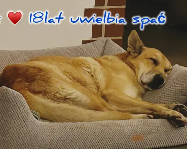 Max, 18-latek, śpi głęboko. Czy psy mają sny? Max na pewno odpoczywa, być może śni o gonieniu wiewiórek.