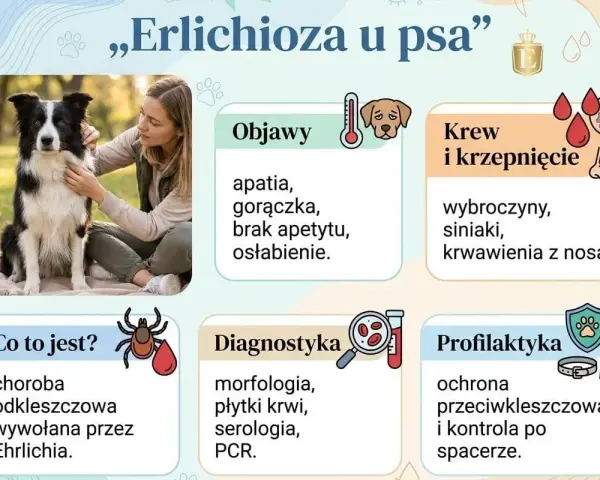 Erlichioza u psa: objawy (apatia, gorączka), krwawienia z nosa, diagnostyka i profilaktyka. Choroba odkleszczowa.