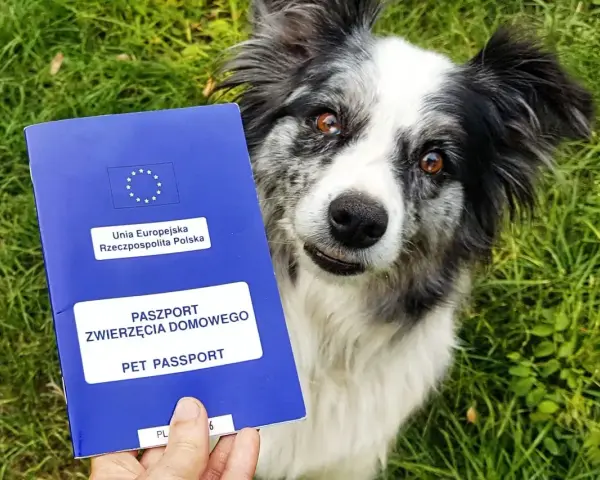 Paszport dla psa gotowy do podróży. Piesek czeka na przygodę!