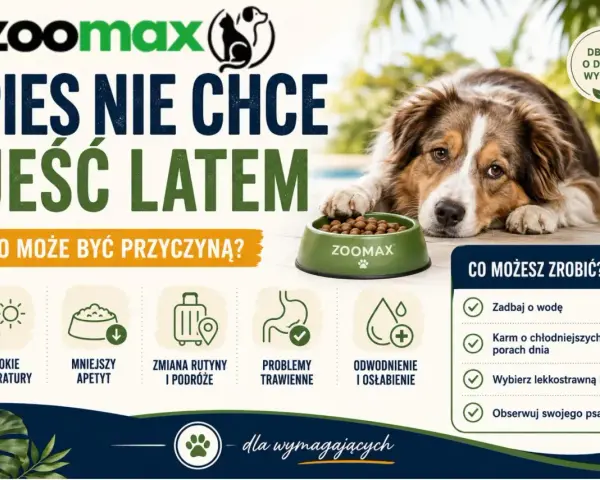 Pies nie chce jeść latem? Przyczyny: wysokie temperatury, mniejszy apetyt. Rozwiązania: zadbaj o wodę, karm o chłodniejszych porach dnia.