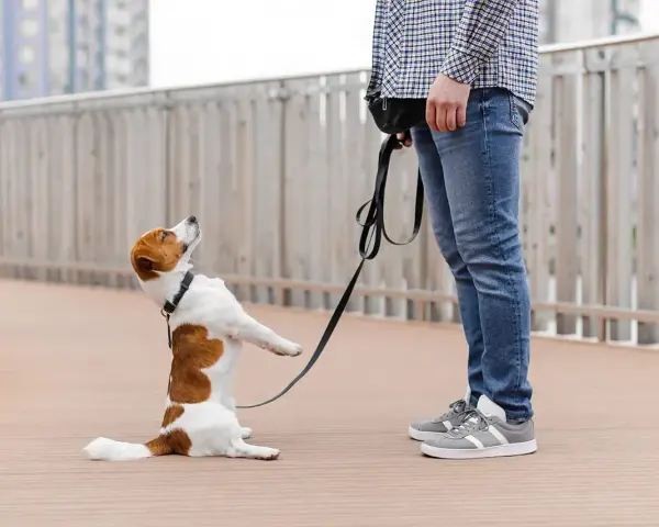 Piesek jack russell terrier na smyczy, w pozycji siedzącej, z łapkami uniesionymi do góry, jakby prosił o coś. Może to być objaw OCD u psa, gdy pies wykonuje powtarzalne czynności.