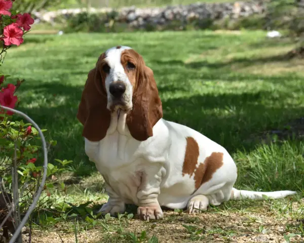 Uroczy basset hound siedzi na trawie obok krzewu z różowymi kwiatami.