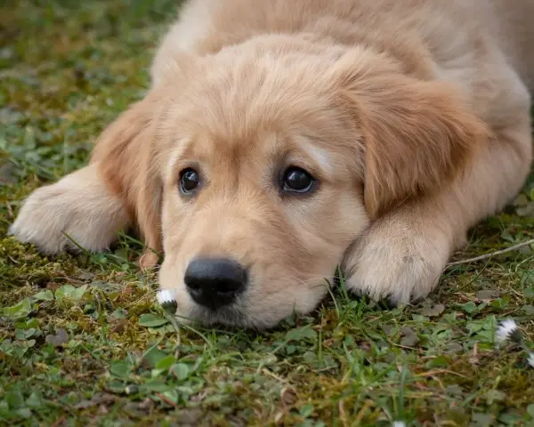 Słodki szczeniak golden retriever leży na trawie, marząc o przygodach. Idealny pies do towarzystwa.