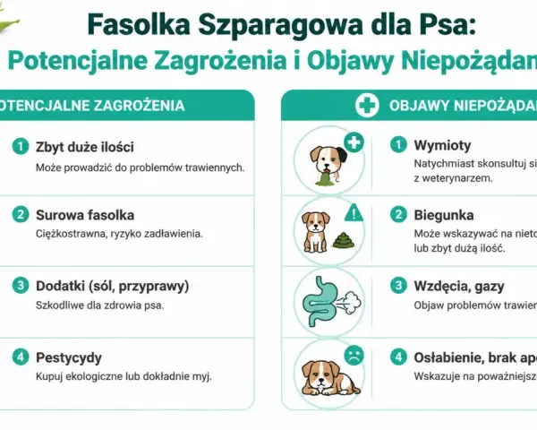 Czy pies może jeść fasolkę szparagową? Infografika ostrzega przed zagrożeniami: zbyt duża ilość, surowa fasolka, dodatki, pestycydy. Objawy: wymioty, biegunka, wzdęcia, osłabienie.