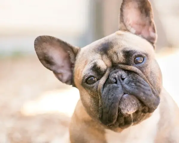 Uroczy francuski buldog z zaciekawieniem pochyla głowę, patrząc w obiektyw.