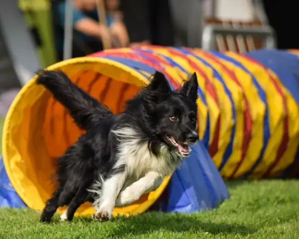 Czarny pies z białym kołnierzem wybiega z tunelu podczas treningu agility.