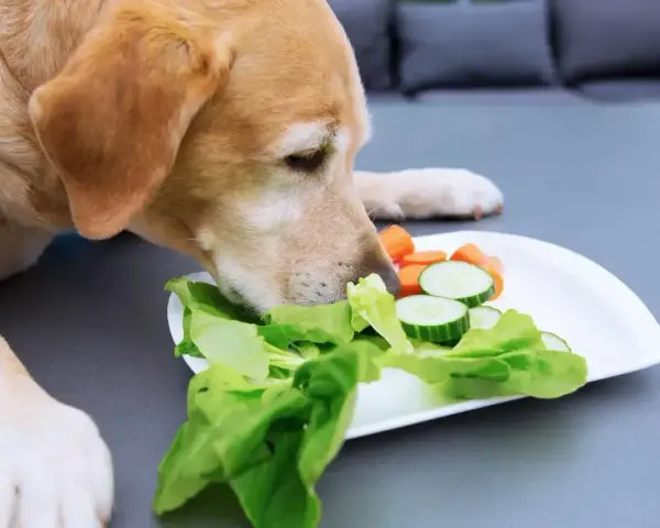Labrador wącha talerz z sałatą, ogórkiem i marchewką, zastanawiając się, czy pies może jeść sałatę.