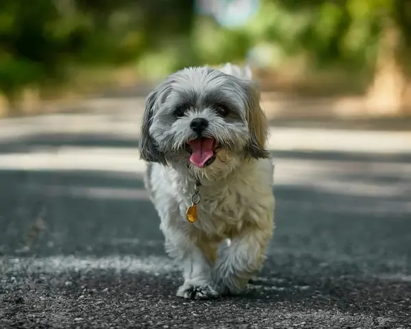 Szczęśliwy shih tzu na spacerze. Te urocze pieski żyją długo, często ponad 15 lat, ciesząc swoich właścicieli.