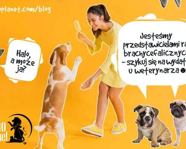 Uśmiechnięta kobieta z lodem na patyku, pies beagle skacze, a obok mały piesek i buldogi. To nie jest typowy cattle dog, ale wszystkie psy zasługują na opiekę.
