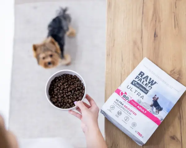 Yorkshire terrier czeka na miskę karmy Raw Paleo Vet Expert Ultra. Karma dla psów z jednym źródłem białka.