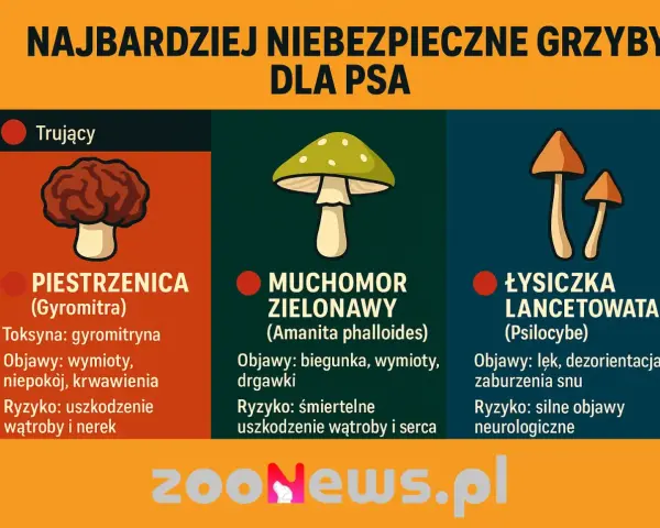 Czy pies może jeść grzyby? Nie! Trujące piestrzenice, muchomory zielonawe i łysiczki lancetowate są śmiertelnie niebezpieczne dla psów.