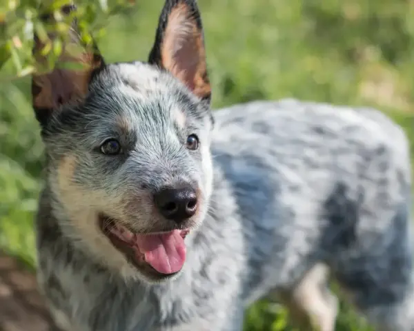 Uroczy szczeniak blue heeler z językiem na wierzchu, cieszący się słońcem na zielonej trawie.
