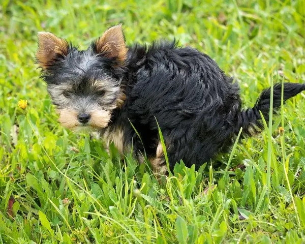 Mały, kudłaty piesek Yorkshire Terrier w trawie robi żółtą kupę.