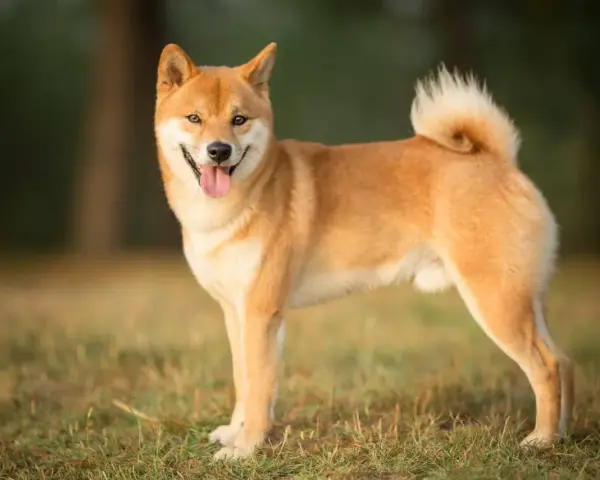 Uśmiechnięty shiba pies stoi na trawie, z ogonem zakręconym w charakterystyczny sposób.