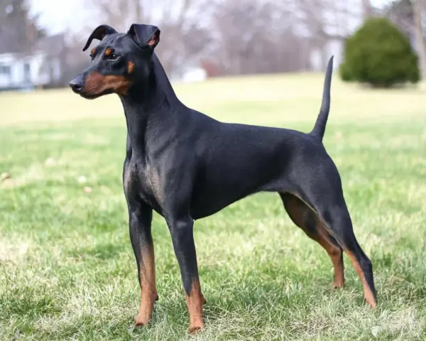 Elegancki manchester terrier o lśniącym, czarnym futrze i rudych znaczeniach, stoi na zielonej trawie, gotowy do zabawy.