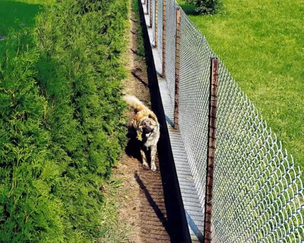 Pies na ścieżce obok żywopłotu i siatki. Jak zapobiec załatwianiu się psów na trawniku? Ogrodzenie i roślinność mogą pomóc.