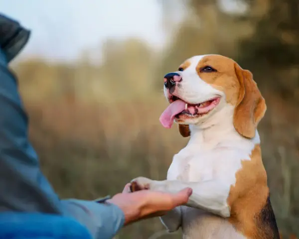 Beagle podaje łapę człowiekowi. To świetny przykład, jak nauczyć psa podawać łapę, gdy jest szczęśliwy i dumny.