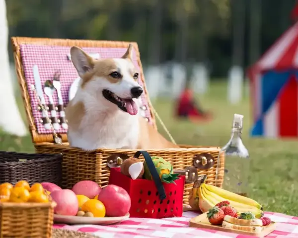 Radosny corgi w wiklinowym koszu piknikowym, otoczony owocami i zabawkami. Idealny dzień psa na świeżym powietrzu!