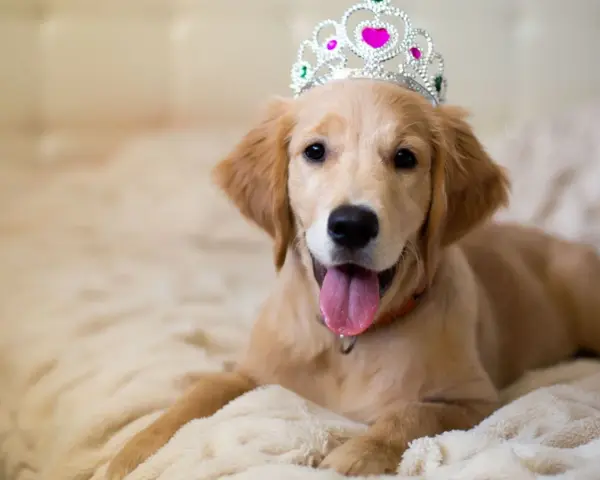 Uroczy szczeniak golden retriever w koronie, idealny kandydat do królewskich imion dla psów.