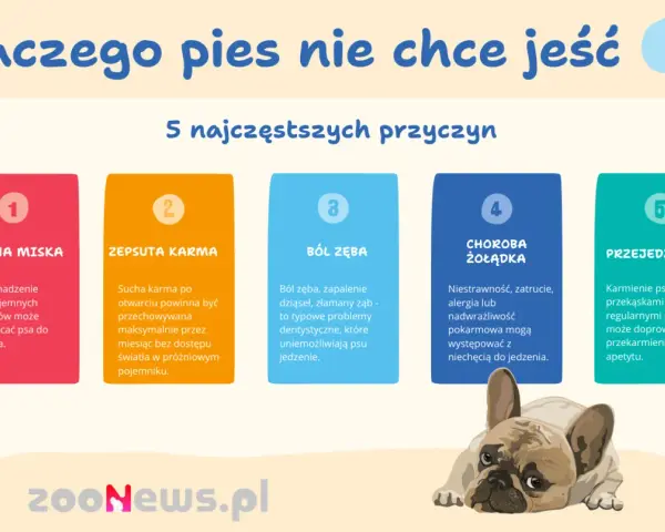 Jak zachęcić psa do jedzenia suchej karmy? 5 przyczyn niechęci: brudna miska, zepsuta karma, ból zęba, choroba żołądka, przejedzenie.