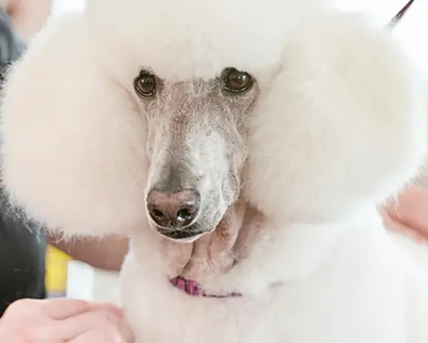Pudel z puszystą sierścią, któremu podaje się olej lniany dla psa, by jego sierść była lśniąca i zdrowa.